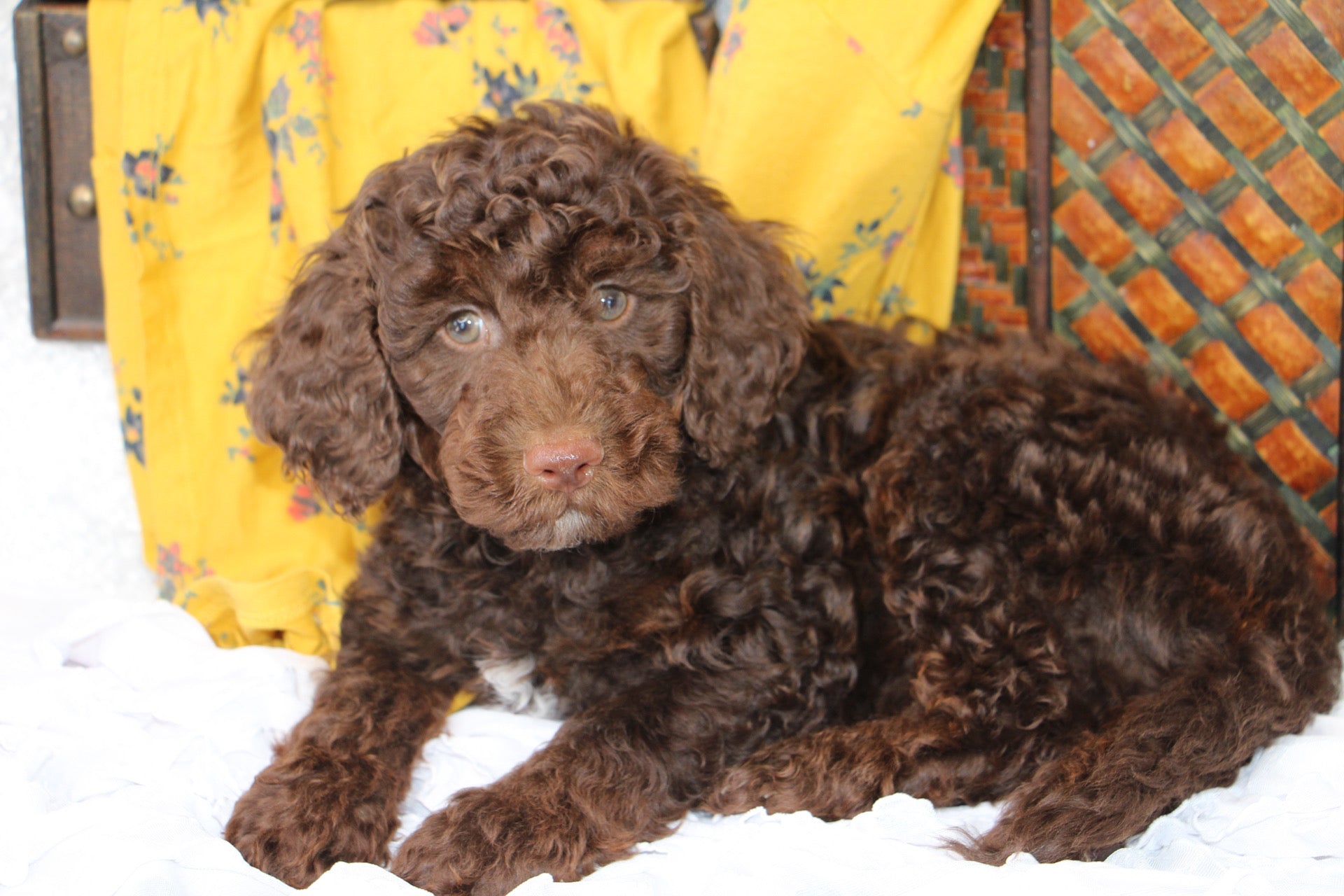 JASPER ( PETITE )