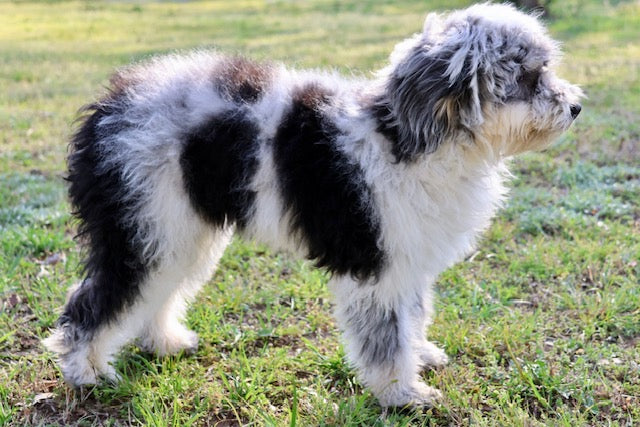 MISS WIGGLES (SHEEPADOODLE)