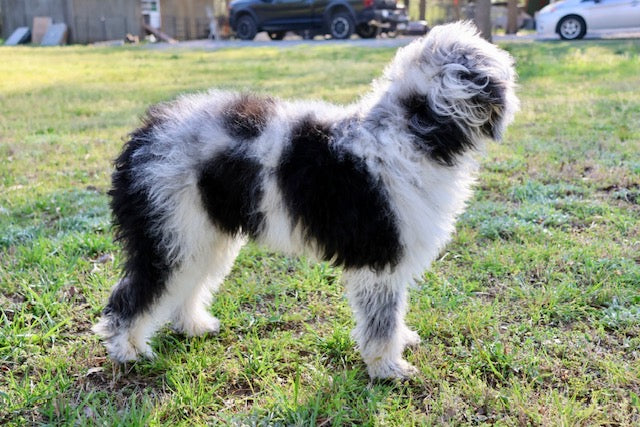 MISS WIGGLES (SHEEPADOODLE)