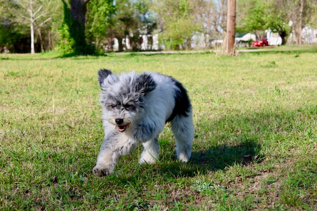 MISS WIGGLES (SHEEPADOODLE)