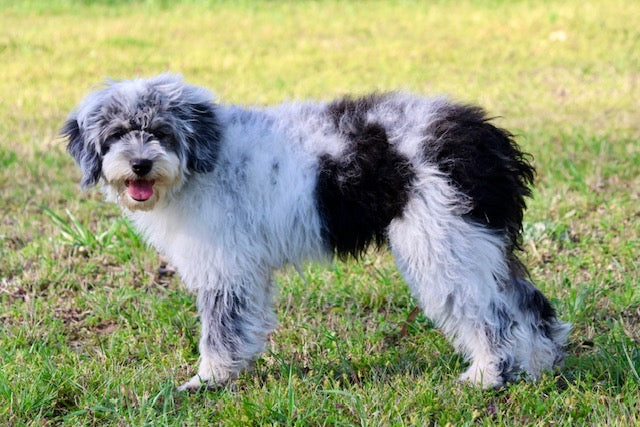 MISS WIGGLES (SHEEPADOODLE)