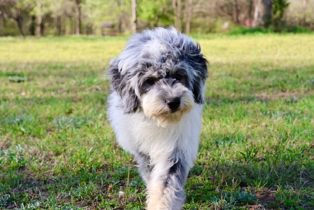 MISS WIGGLES (SHEEPADOODLE)