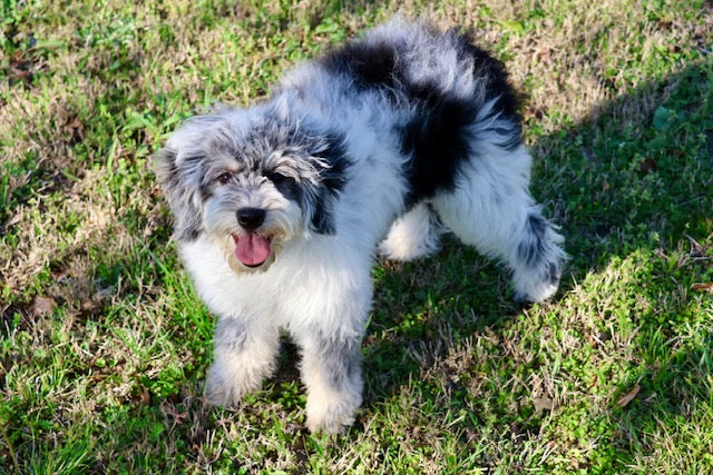 MISS WIGGLES (SHEEPADOODLE)