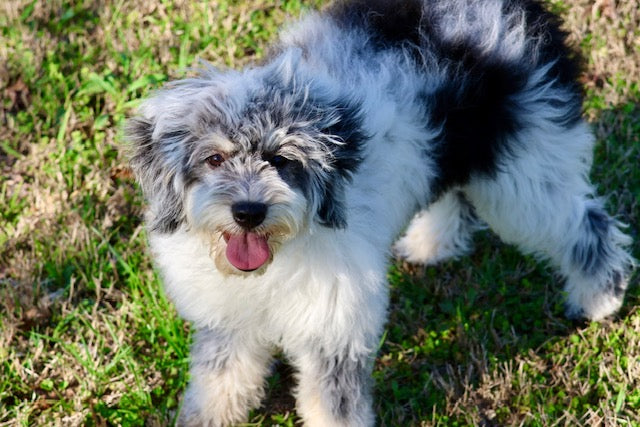 MISS WIGGLES (SHEEPADOODLE)