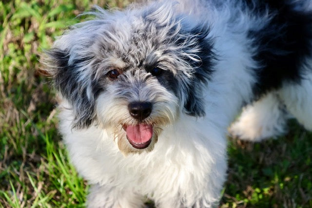 MISS WIGGLES (SHEEPADOODLE)