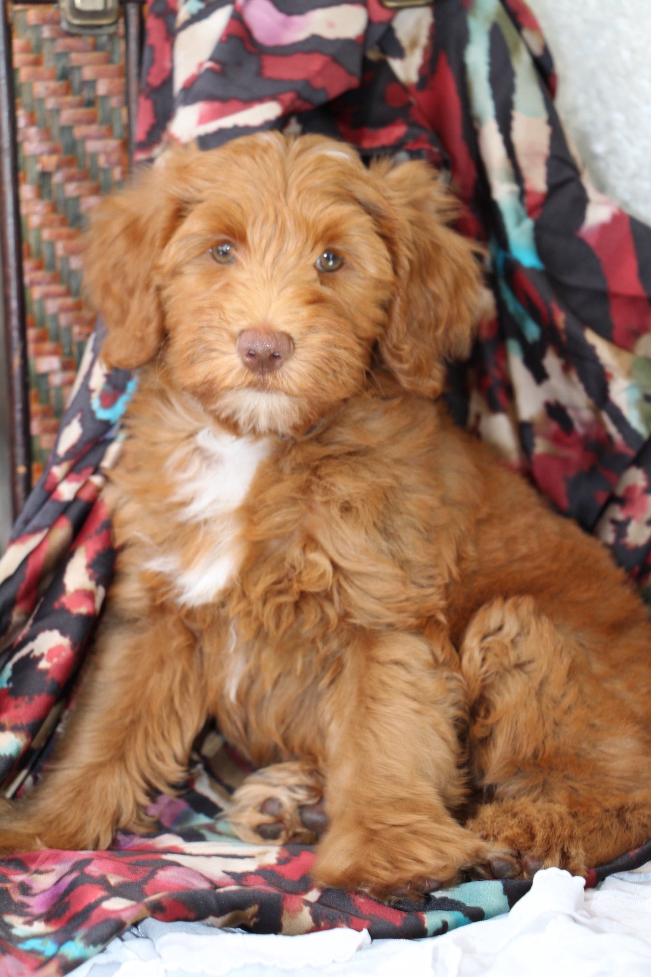 THEO ( PETITE )