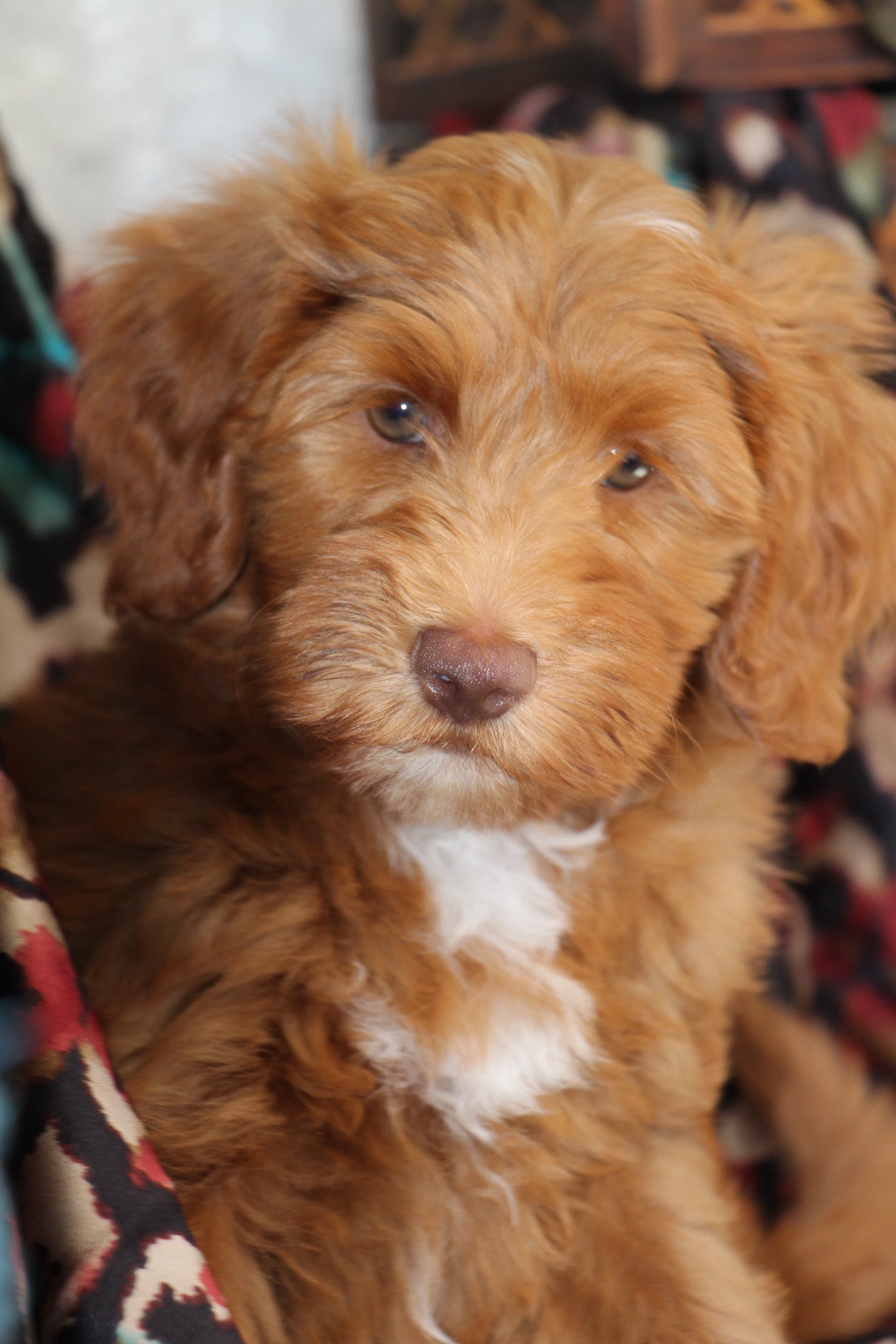 THEO ( PETITE )