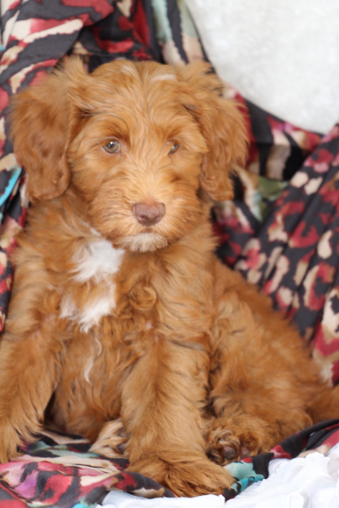 THEO ( PETITE )