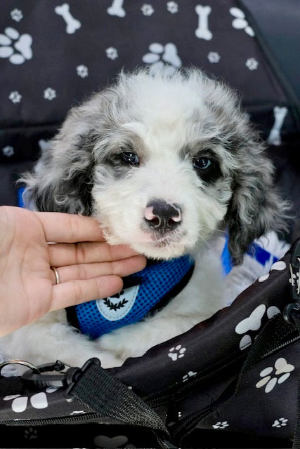 MERLIN mini BERNADOODLE
