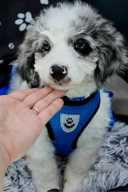 MERLIN mini BERNADOODLE
