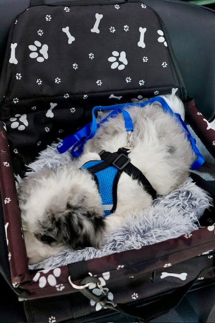 MERLIN mini BERNADOODLE