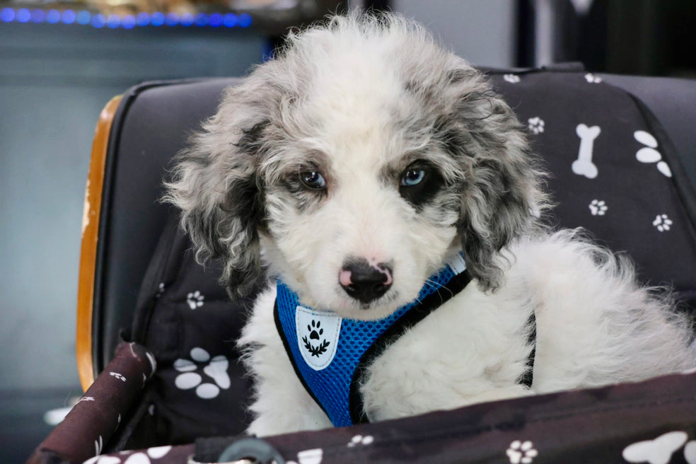 MERLIN mini BERNADOODLE