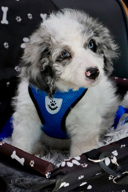 MERLIN mini BERNADOODLE