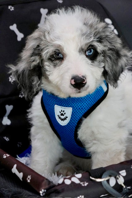 MERLIN mini BERNADOODLE