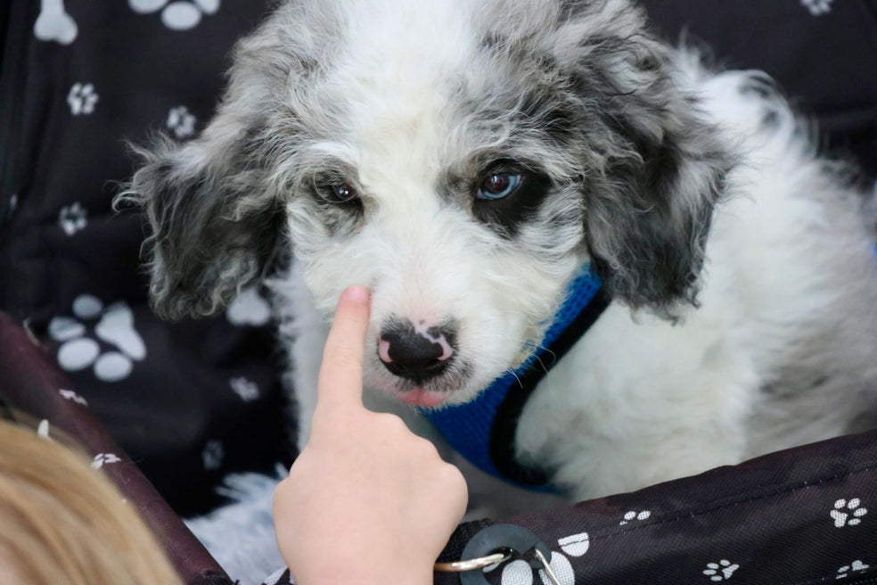 MERLIN mini BERNADOODLE