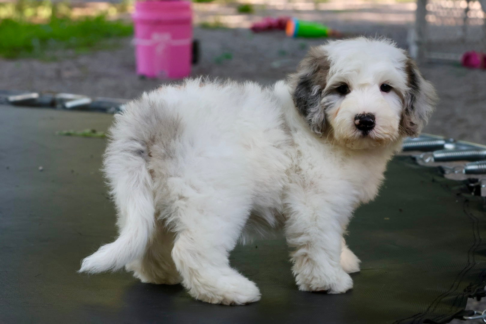 ARWEN mini BERNADOODLE