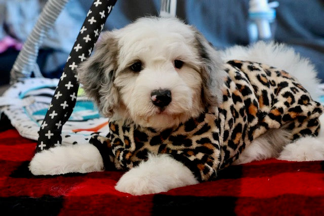 ARWEN mini BERNADOODLE