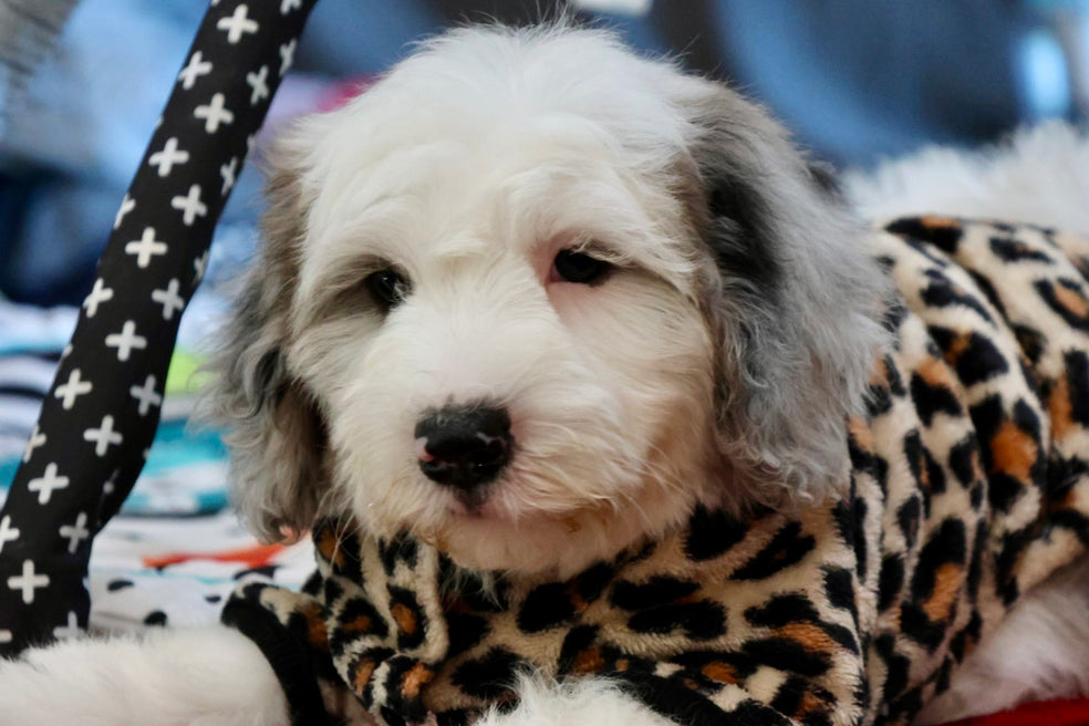 ARWEN mini BERNADOODLE