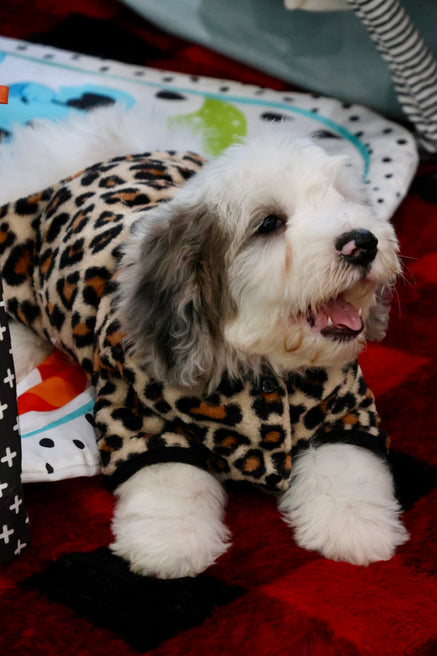 ARWEN mini BERNADOODLE