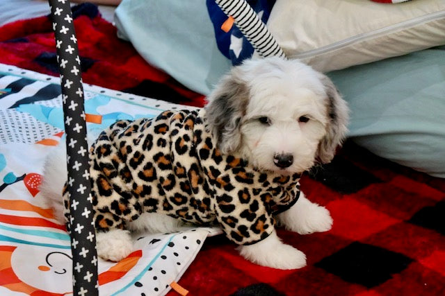 ARWEN mini BERNADOODLE