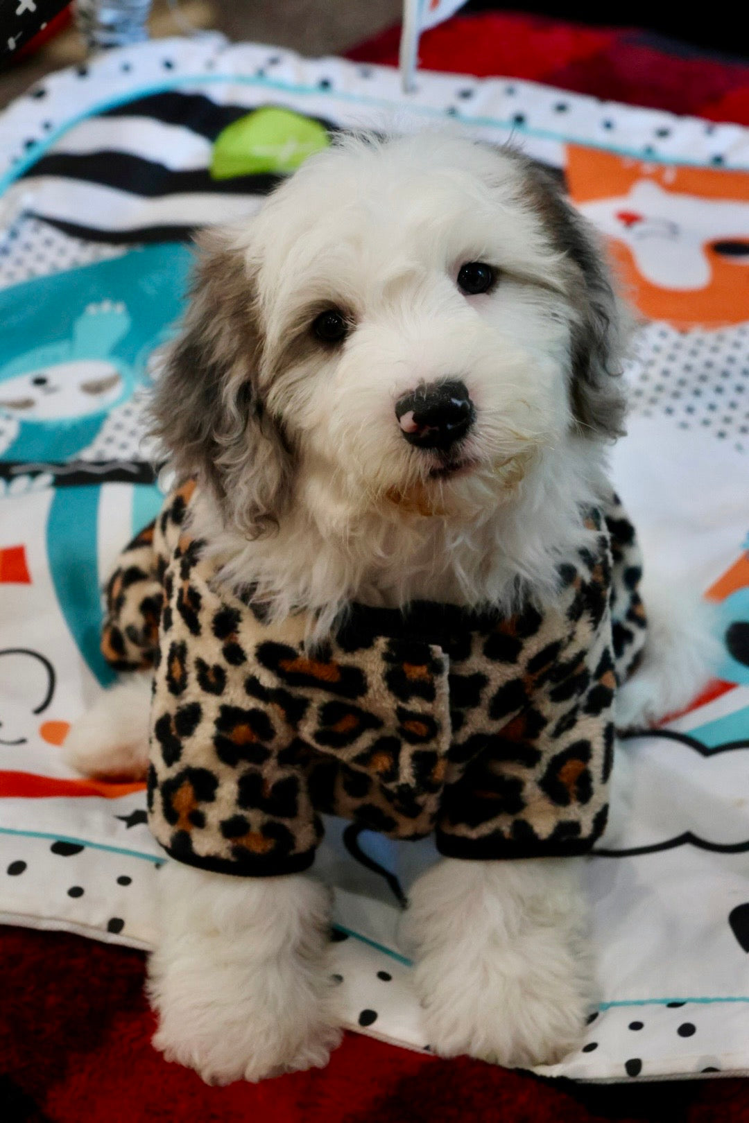 ARWEN mini BERNADOODLE