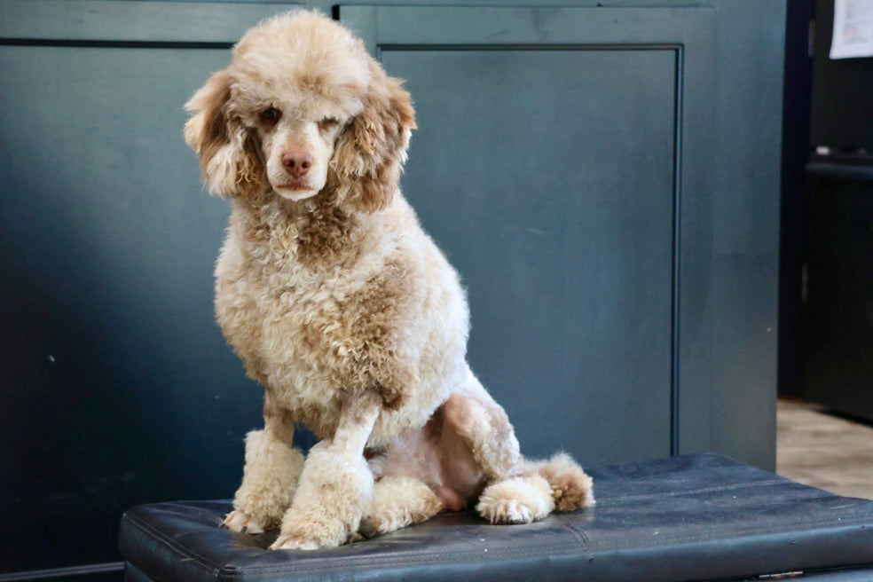ARWEN mini BERNADOODLE