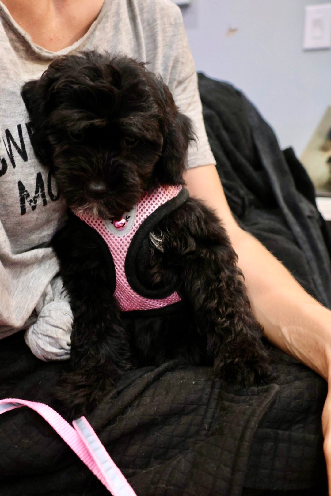 GUINEVERE mini BERNADOODLE