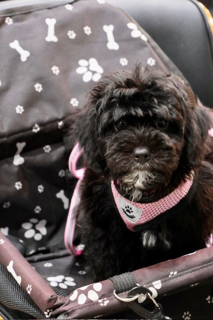 GUINEVERE mini BERNADOODLE