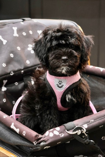 GUINEVERE mini BERNADOODLE