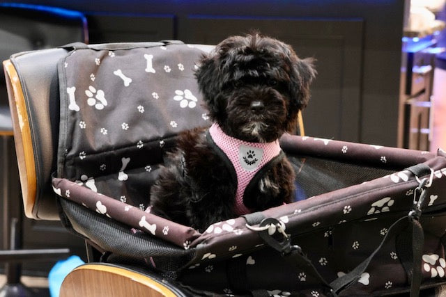 GUINEVERE mini BERNADOODLE