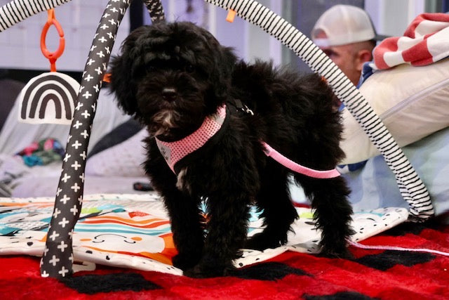 GUINEVERE mini BERNADOODLE