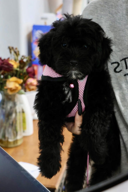 GUINEVERE mini BERNADOODLE