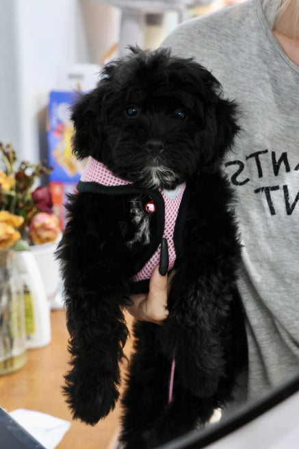 GUINEVERE mini BERNADOODLE