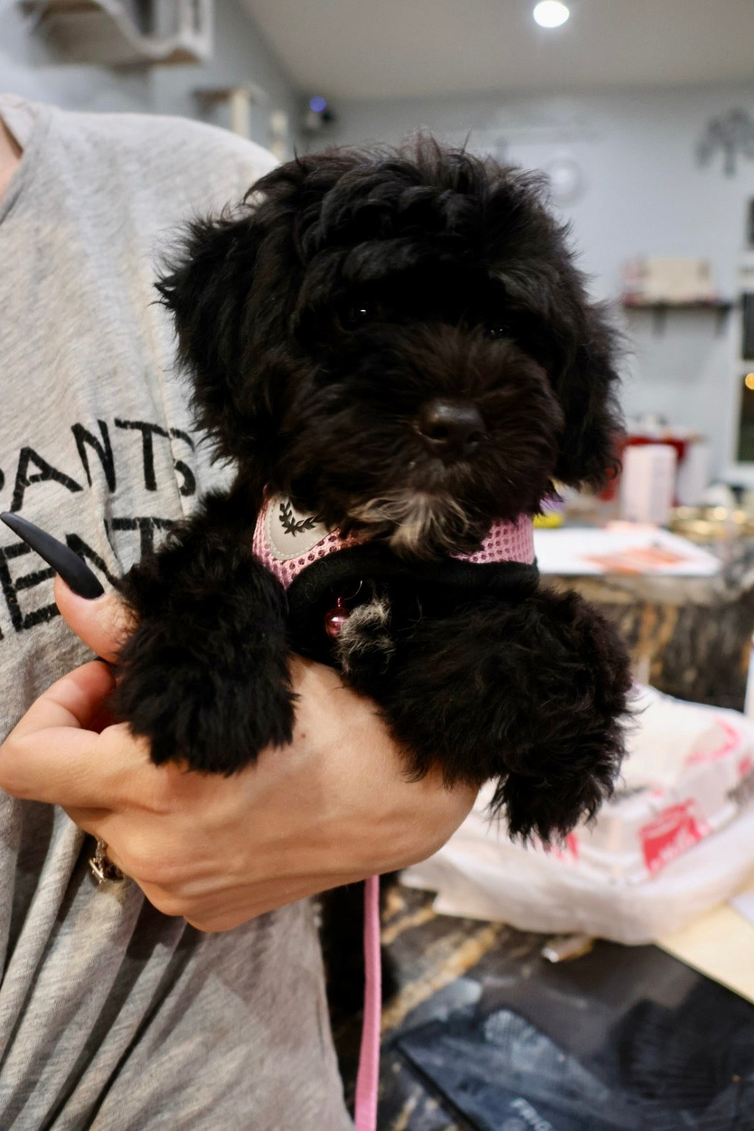 GUINEVERE mini BERNADOODLE