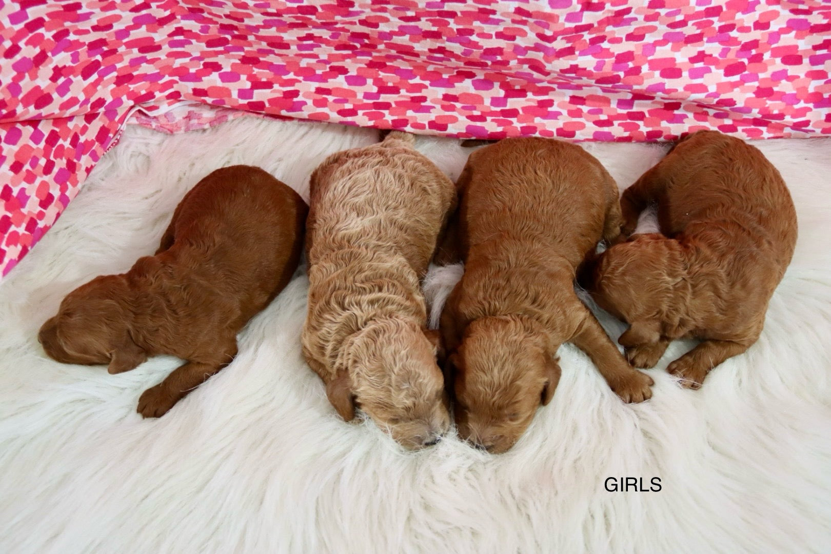 PETITE GOLDEN DOODLES GIRLS