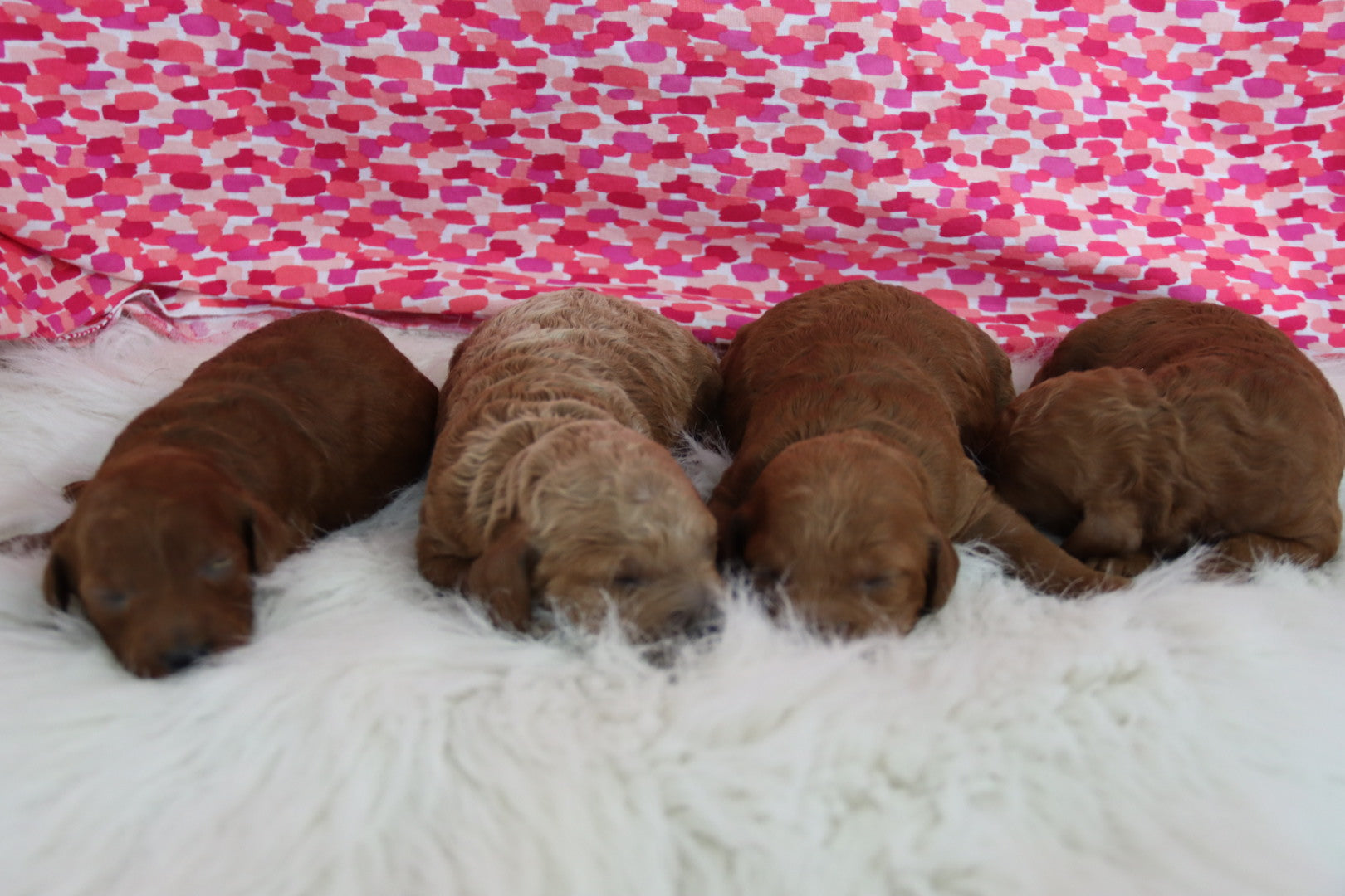 PETITE GOLDEN DOODLES GIRLS