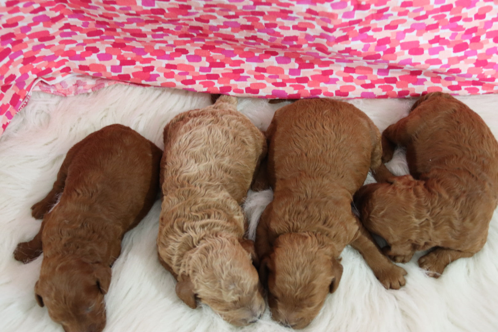 PETITE GOLDEN DOODLES GIRLS