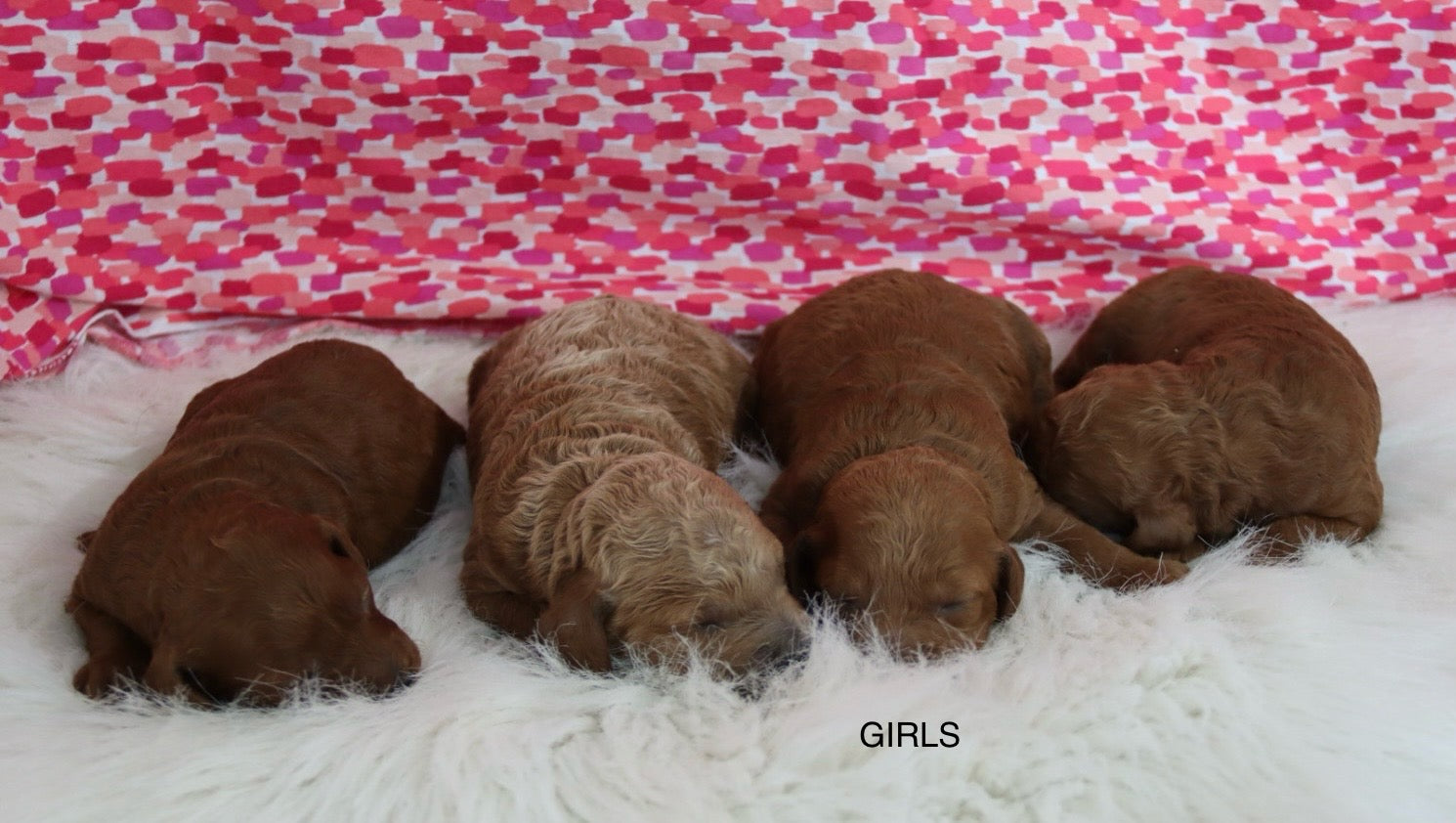 PETITE GOLDEN DOODLES GIRLS