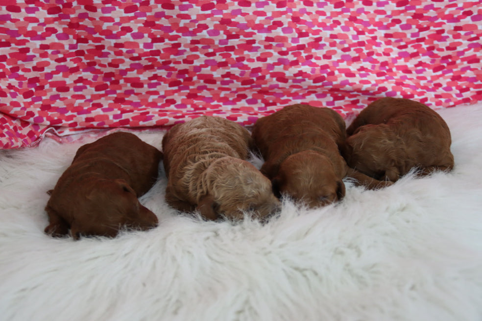 PETITE GOLDEN DOODLES GIRLS