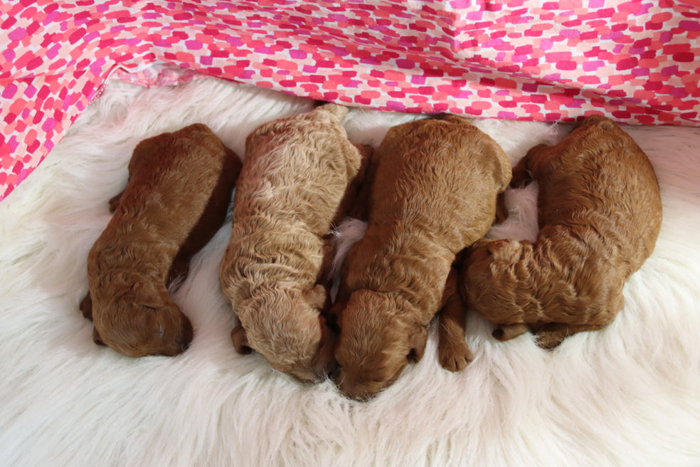 PETITE GOLDEN DOODLES GIRLS