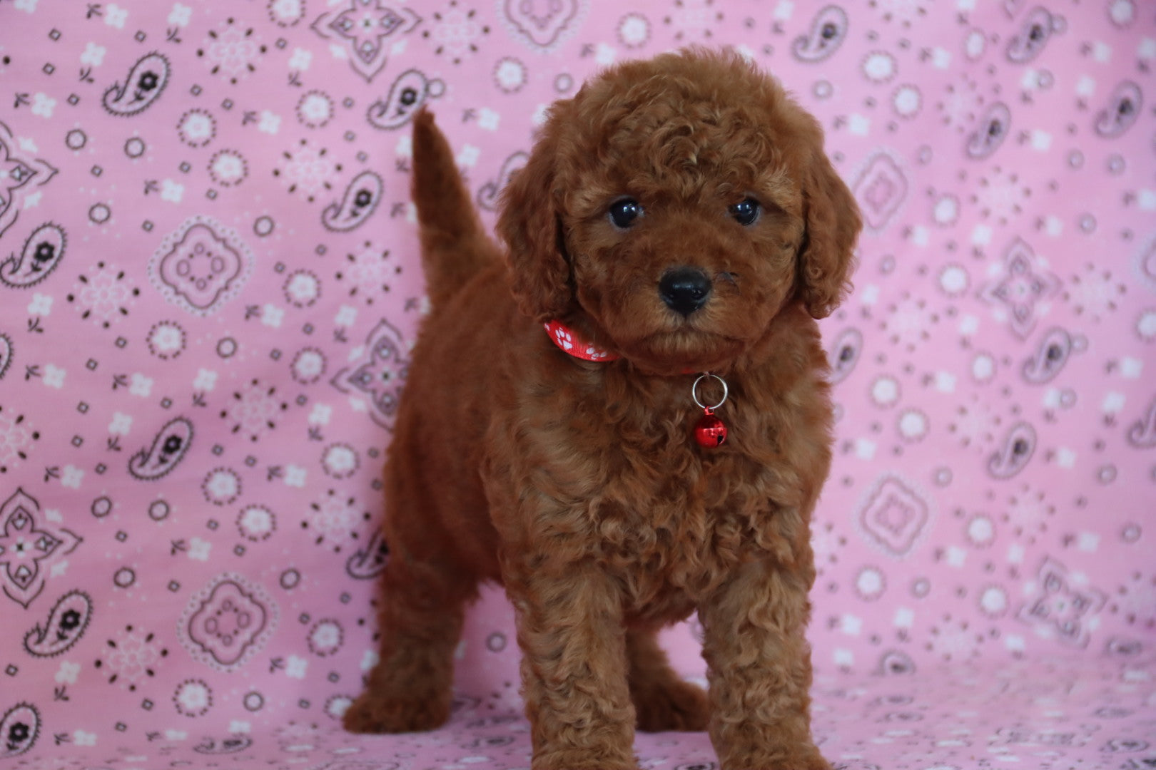 ROSE PETITE GOLDEN DOODLE