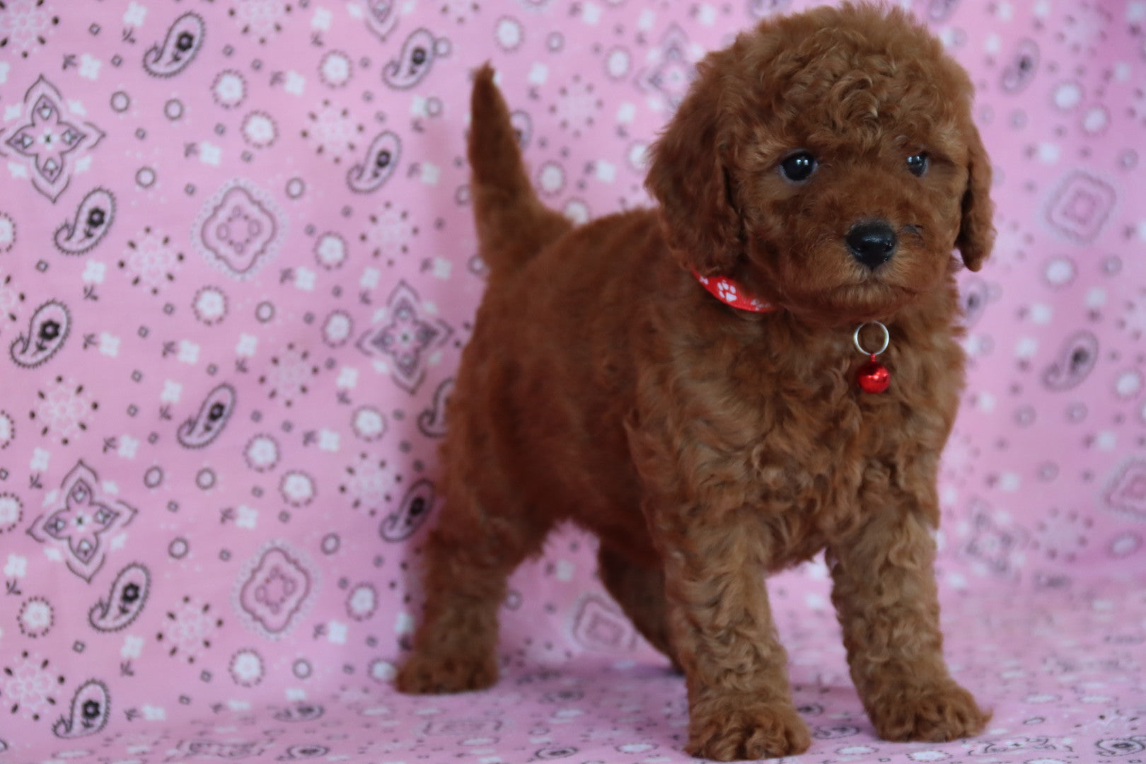 ROSE PETITE GOLDEN DOODLE