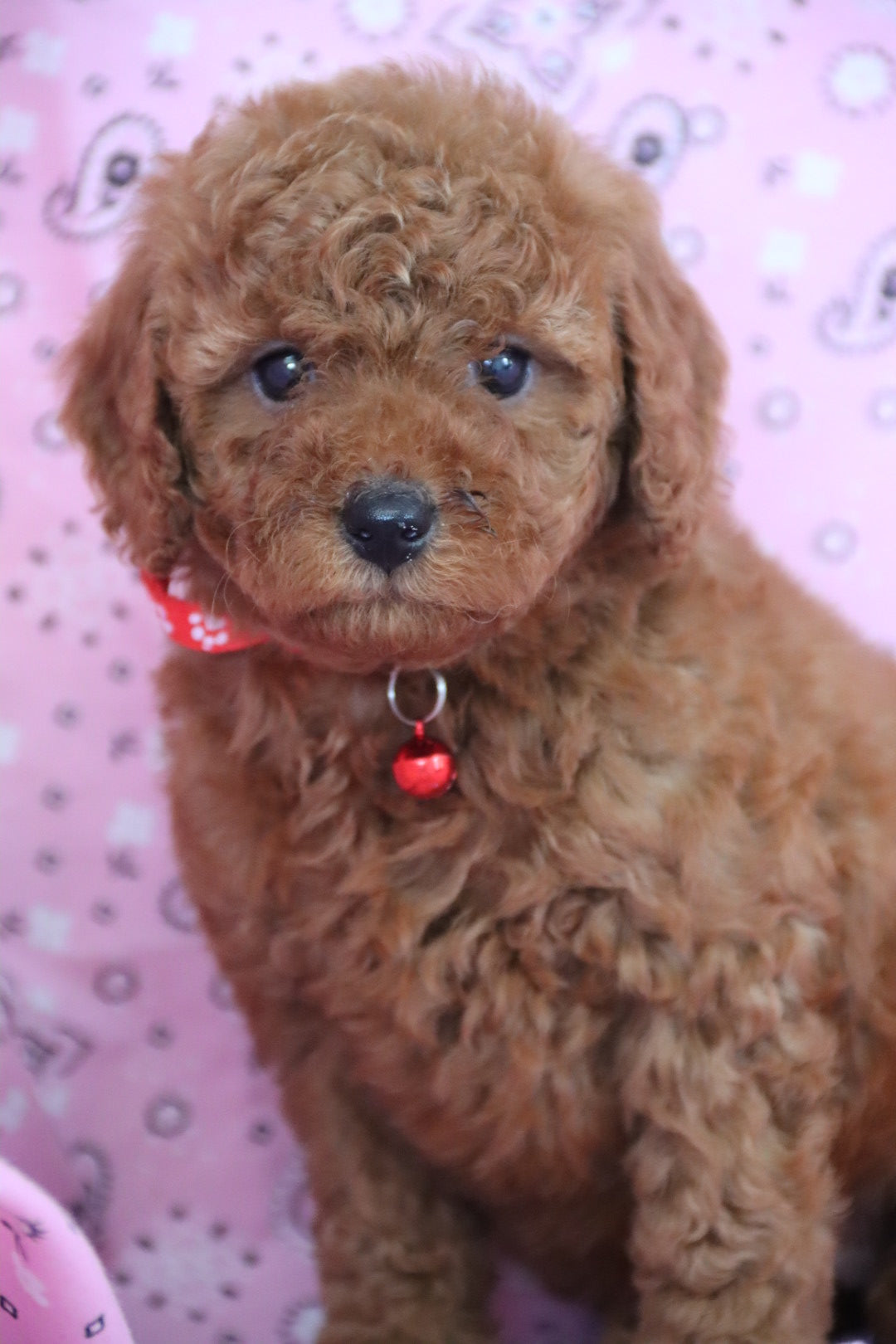 ROSE PETITE GOLDEN DOODLE