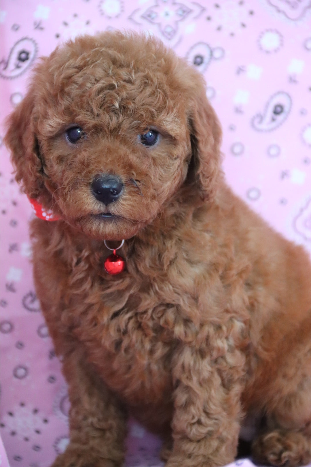 ROSE PETITE GOLDEN DOODLE