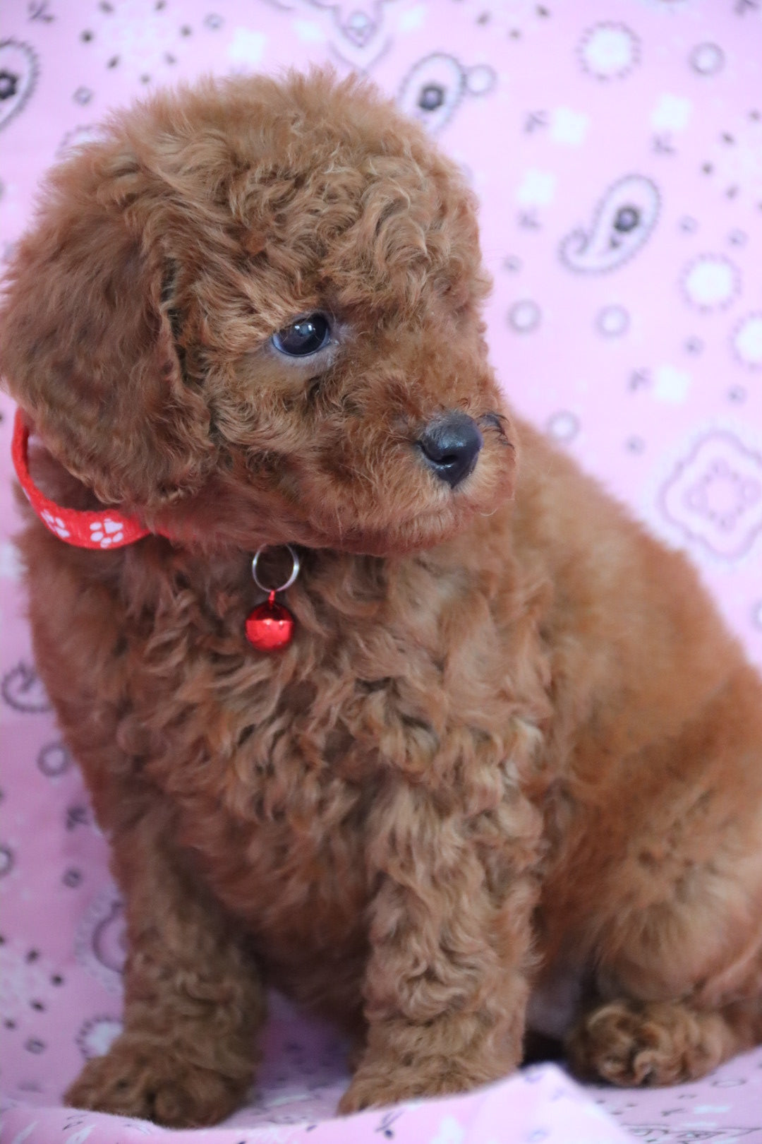 ROSE PETITE GOLDEN DOODLE