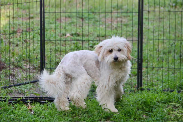 PONY BOY MINI BERNADOODLE