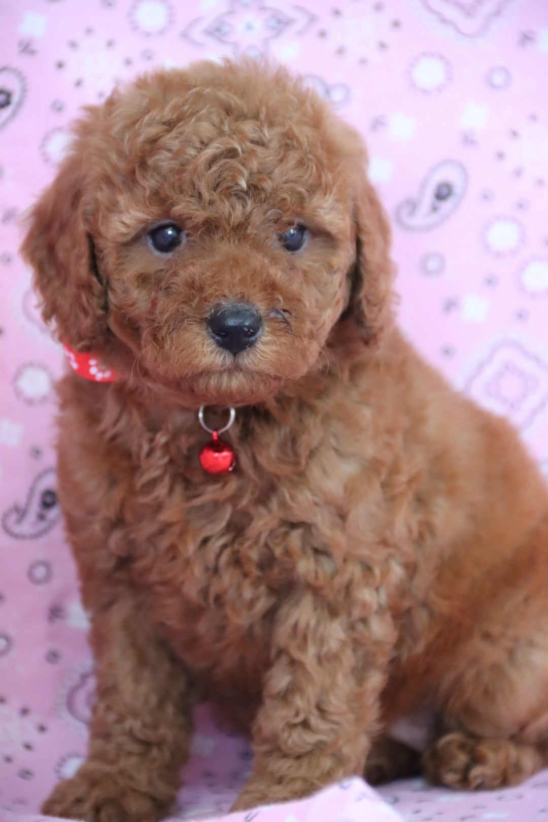 ROSE PETITE GOLDEN DOODLE