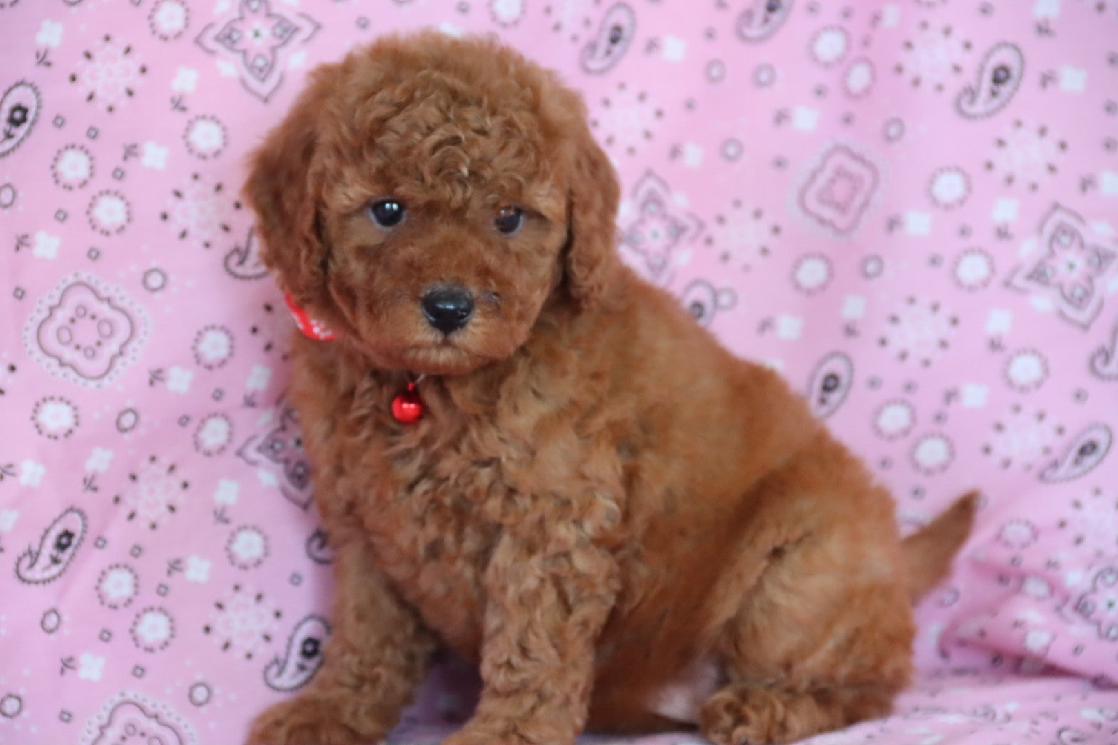 ROSE PETITE GOLDEN DOODLE