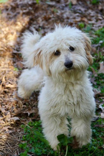 PONY BOY MINI BERNADOODLE