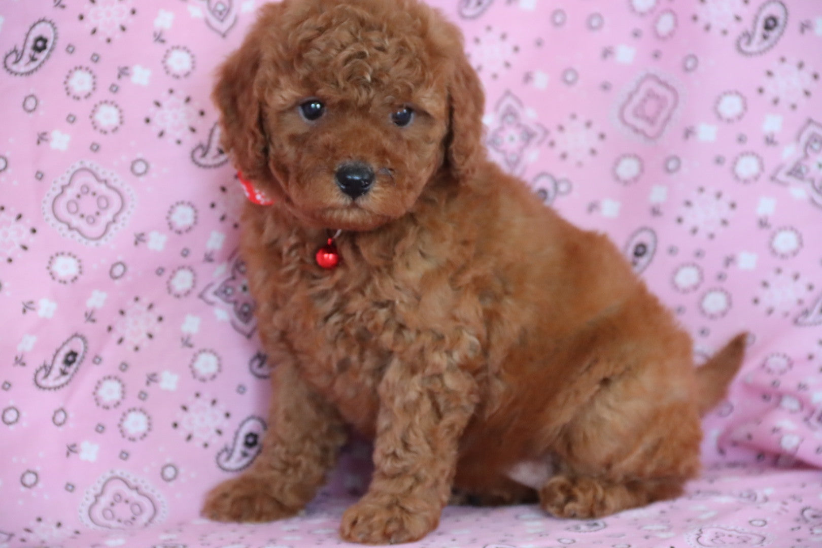 ROSE PETITE GOLDEN DOODLE